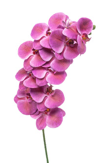 Emerald Kunstbloem Phalaenopsis beauty 100cm