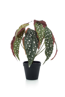 Emerald Kunstplant in pot Begonia Maculata 33cm