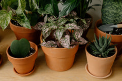 Plantes artificielles