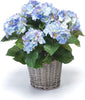 Emerald Kunstplant Hortensia 45cm blauw in pot