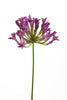 Emerald Kunstbloem Agapanthus 75cm paars