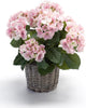 Emerald Kunstplant Hortensia 45cm roze in pot