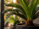 Emerald Kunstplant Cycas Palm 45cm