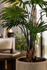 Emerald Kunstplant Livistona Palm 180cm