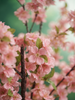 Emerald Kunstboom Kersenbloesem 175cm peach