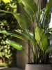 Emerald Kunstplant Strelitzia Nicolai 180cm
